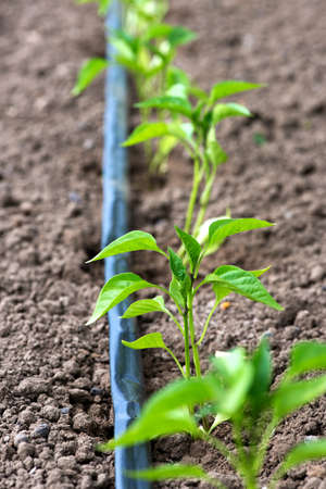 greenhouse with pepper plant and drip irrigation system- selective focusの写真素材