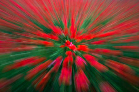 Motion blurred background of blooming wild poppies - movement illusionの写真素材