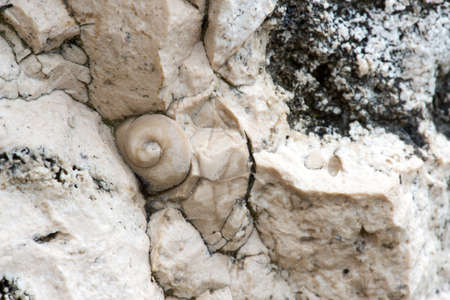 Fossil ammonites and  shells  in a natural limestone slab - selective focus