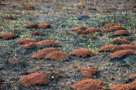 Life after death, green sprout on the coals after the fire. Rebirth of nature after the fire
