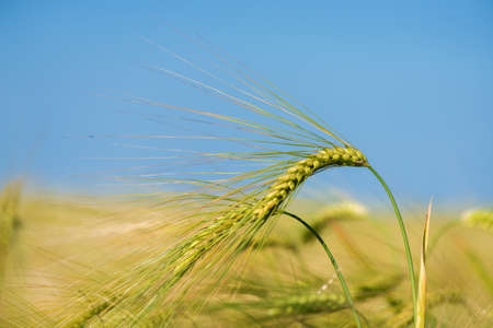 Barley grain is used for flour, barley bread, barley beer, some whiskeys, some vodkas, and animal fodder.の写真素材