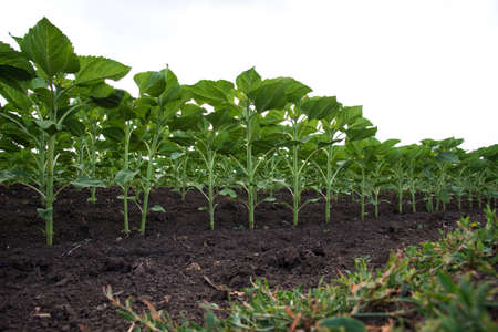 Rows of young sunflower plants on the field early in the spring - selective focus