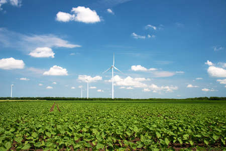 Green spring field with bean plants and wind turbines - the concept is renewable energy and...