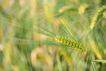 Barley grain is used for flour, barley bread, barley beer, some whiskeys, some vodkas, and animal fodder.の写真素材