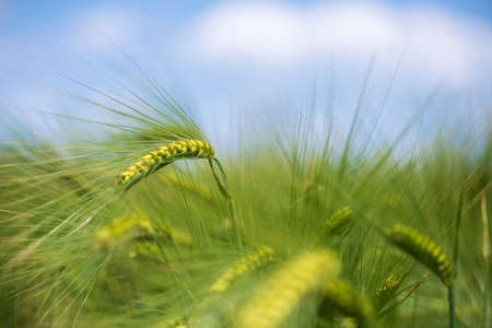 Barley grain is used for flour, barley bread, barley beer, some whiskeys, some vodkas, and animal fodder.の写真素材