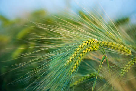 Barley grain is used for flour, barley bread, barley beer, some whiskeys, some vodkas, and animal fodder.の写真素材