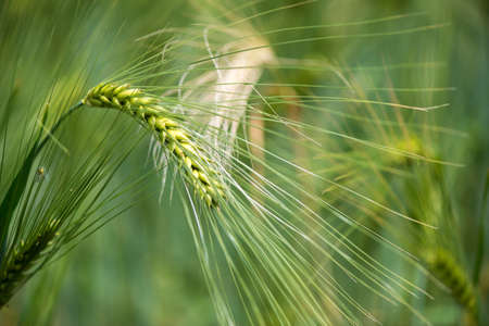 Barley grain is used for flour, barley bread, barley beer, some whiskeys, some vodkas, and animal fodder.の写真素材