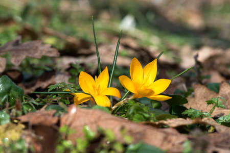 Sprouting crocus in spring garden - elective focus, copy spaceの写真素材