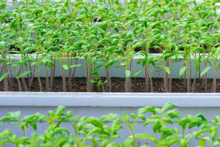 tomato seedlings growing in a greenhouse - selective focusの写真素材