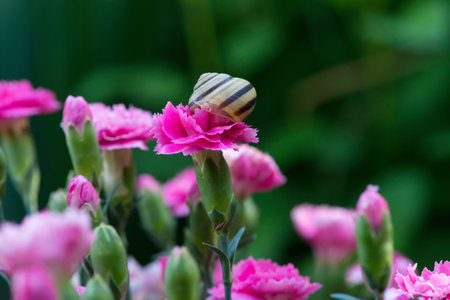 Close-up of a snail on blooming carnations in a spring garden - selective focus, space for textの写真素材