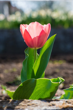 pink tulip blooming in a spring garden - selective focus