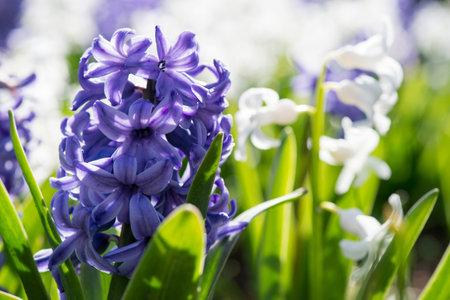 Colorful hyacinths flowering in a spring garden - selective focusの写真素材