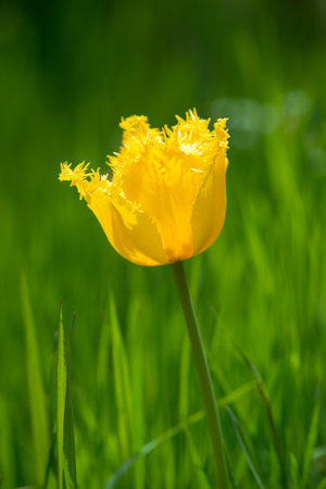 Close up of yellow curly tulip blooming in a spring garden. Selective focus, copy space.の写真素材