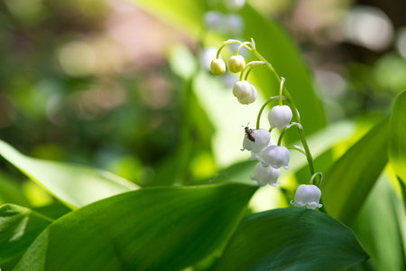 Lily of the valley, Convallaria majalis, growing wild, fragrant flowers. Detail. Selective focus, copy space.の写真素材