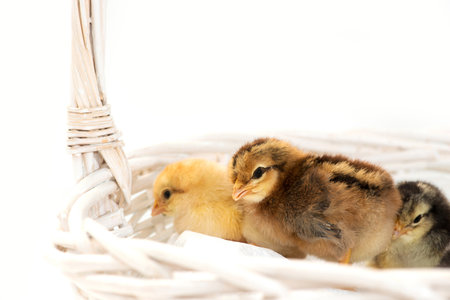 Newly hatched French Faverolles chicks isolated on white background - selective focus, copy spaceの写真素材