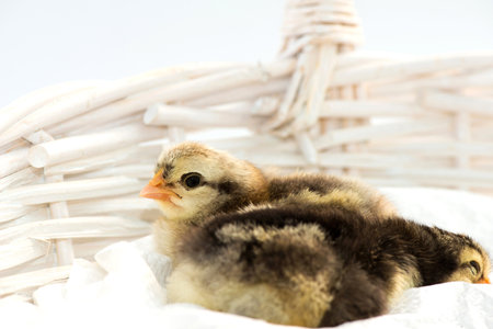 Newly hatched French Faverolles chicks isolated on white background - selective focus, copy space