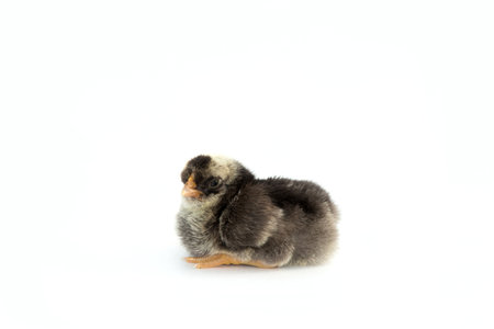 Newly hatched French Faverolles chicks isolated on white background - selective focus, copy spaceの写真素材