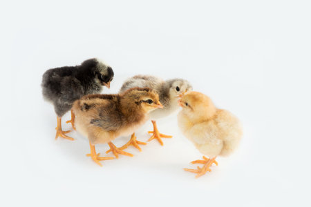 Newly hatched French Faverolles chicks isolated on white background - selective focus, copy spaceの写真素材