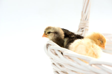 Newly hatched French Faverolles chicks isolated on white background - selective focus, copy spaceの写真素材