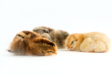 Newly hatched French Faverolles chicks isolated on white background - selective focus, copy spaceの写真素材