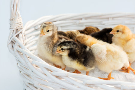 Newly hatched French Faverolles chicks isolated on white background - selective focus, copy spaceの写真素材