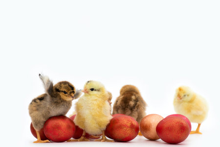 Just hatched chicks and Easter red eggs isolated on white background. Selective focus, copy space.の写真素材
