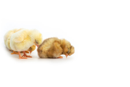 Just hatched French Faverolles chicks sleeping together. Isolation on white background - selective focus, copy spaceの写真素材