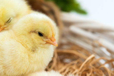 Just hatched chicks in their nest in a basket. Selective focus, copy space.