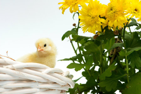 Just hatched chicks in their nest in a basket. Selective focus, copy space.の写真素材