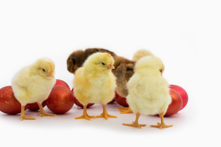 Just hatched chicks and Easter red eggs isolated on white background. Selective focus, copy space.の写真素材