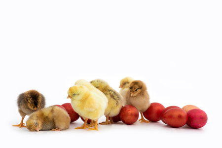 Just hatched chicks and Easter red eggs isolated on white background. Selective focus, copy space.
