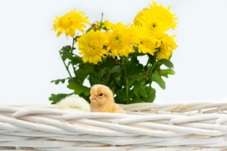 Just hatched chicks in their nest in a basket. Selective focus, copy space.の写真素材