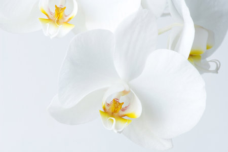 Macro photography of petals of a blooming orchid  phalaenopsis isolated on white background.の写真素材