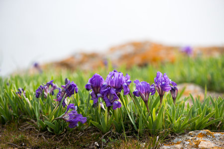Wild irises blooming in spring - selective focus, copy space