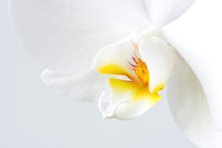 Macro photography of petals of a blooming orchid  phalaenopsis isolated on white background.の写真素材
