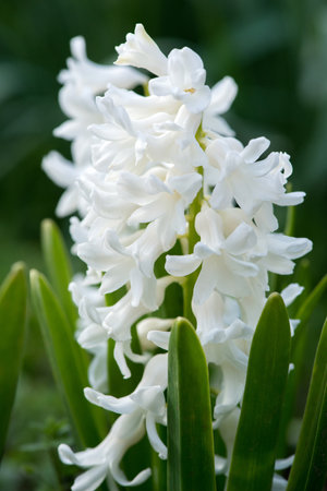 Colorful hyacinths flowering in a spring garden - selective focusの写真素材