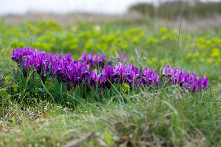 Wild irises blooming in spring - selective focus, copy spaceの写真素材