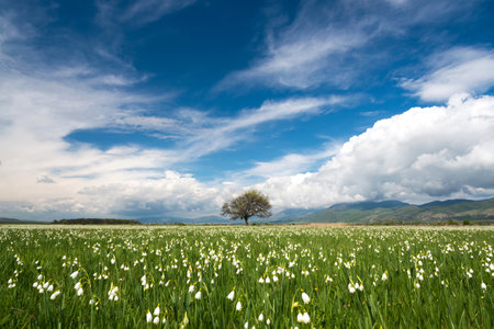 Spring landscape - a field with blooming marsh snowdrops and fluffy white clouds in the sky. White Summer Snowflake flowers (Leucojum aestivum) in its natural habitat. Selective focus.の写真素材