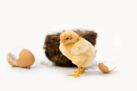 Just hatched chicken and Easter eggs isolated on white background.Selective focus, copy space.の写真素材