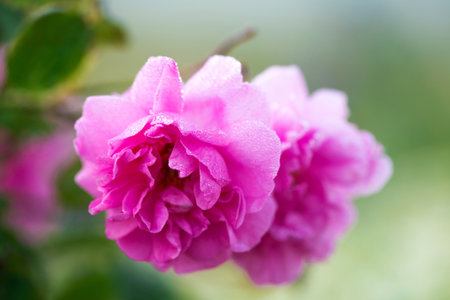 Close up of oil-bearing, flowering Rosa damascena, known as the Damask rose. Blured background. Organic natural concept. Selective focus.の写真素材