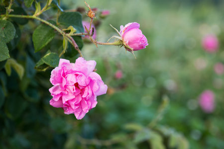 Close up of oil-bearing, flowering Rosa damascena, known as the Damask rose. Blured background. Organic natural concept. Selective focus.の写真素材