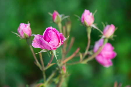 Close up of oil-bearing, flowering Rosa damascena, known as the Damask rose. Blured background. Organic natural concept. Selective focus.の写真素材