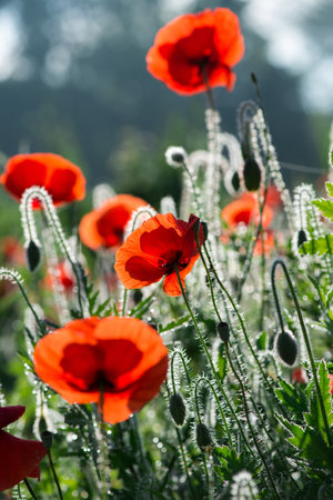 Wild poppies (Papaver rhoeas)  blooming in the field in sunny day - selective focusの写真素材
