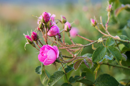 Close up of oil-bearing, flowering Rosa damascena, known as the Damask rose. Blured background. Organic natural concept. Selective focus.の写真素材