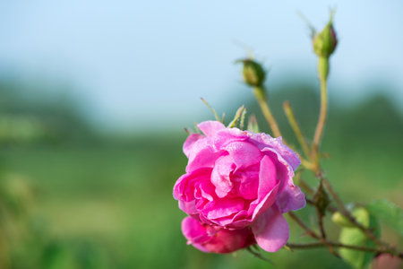 Close up of oil-bearing, flowering Rosa damascena, known as the Damask rose. Blured background. Organic natural concept. Selective focus.の写真素材
