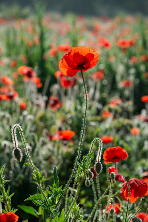 Wild poppies (Papaver rhoeas)  blooming in the field in sunny day - selective focusの写真素材