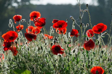 Wild poppies (Papaver rhoeas)  blooming in the field in sunny day - selective focusの写真素材