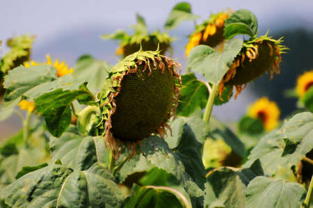 Mature sunflowers in the middle of summerの写真素材