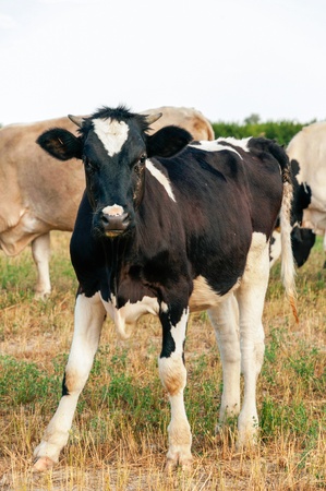Cow standing on dry meadow by the riverの写真素材