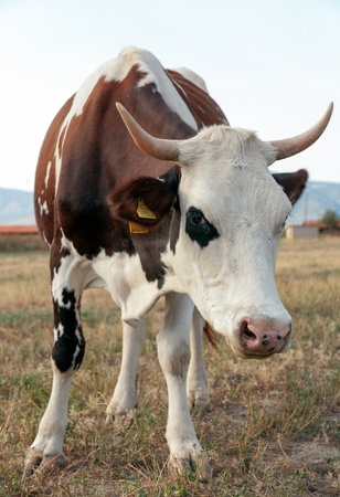Cow standing on dry meadow by the riverの写真素材